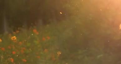 唯美夕阳下的秋季氛围场景视频的预览图